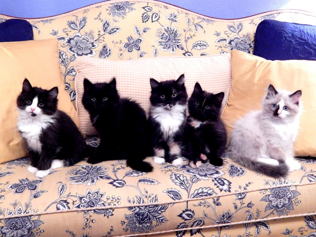 Five kIttens from Tia & Liam's Blooms litter born April 27 2015